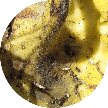 Күнбағыс альтернариозы (қара қоңыр дақ) 