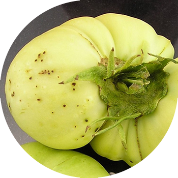 Қызанақтың қара бактериялық дақтары