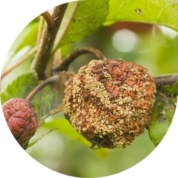 Жеміс шірігі немесе алма ағашының монилиозы