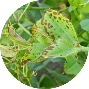 Бұршақ аскохитозы