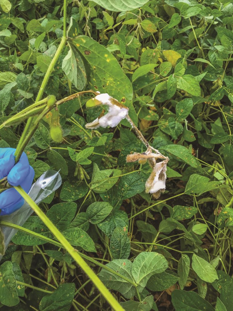 Склеротиниоз (сабақтар мен соя бұршақтарының ақ шірігі)