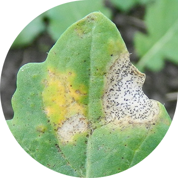 Фомоз рапса