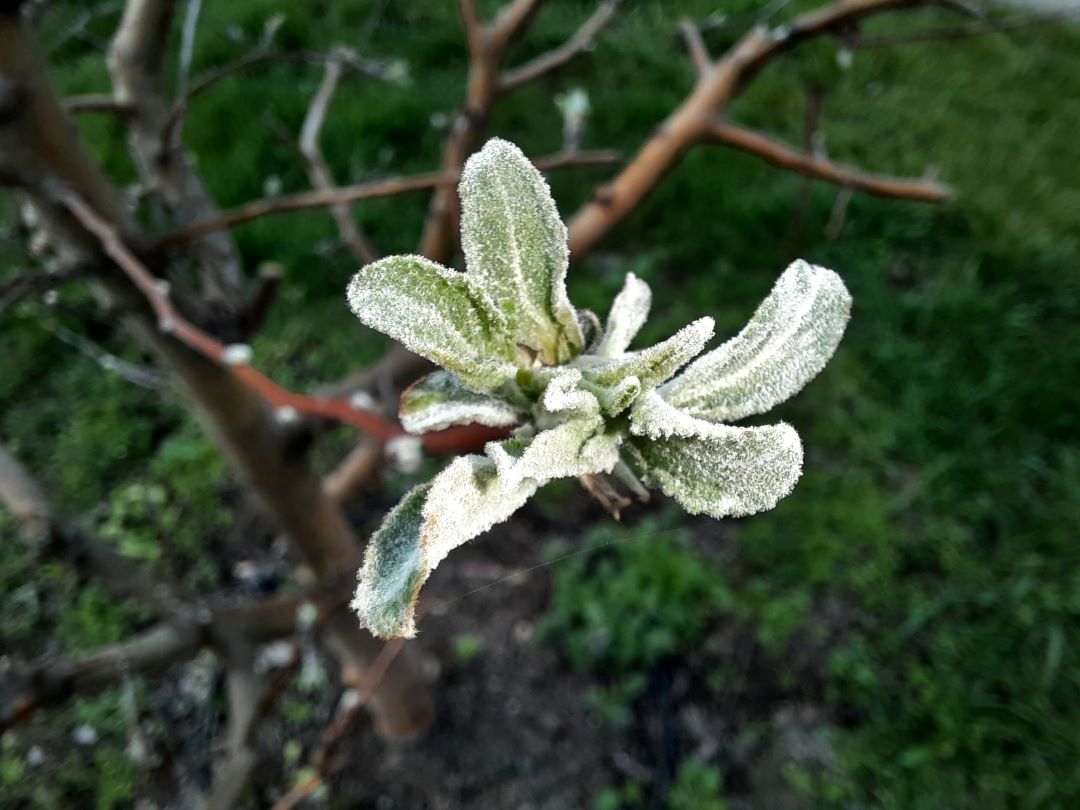 Алма мен алмұрттың ұнтақты зеңі