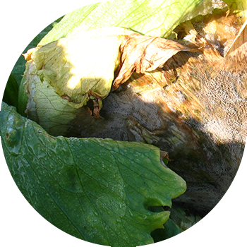 Крест тәрізді дақылдардың сұр шірігі