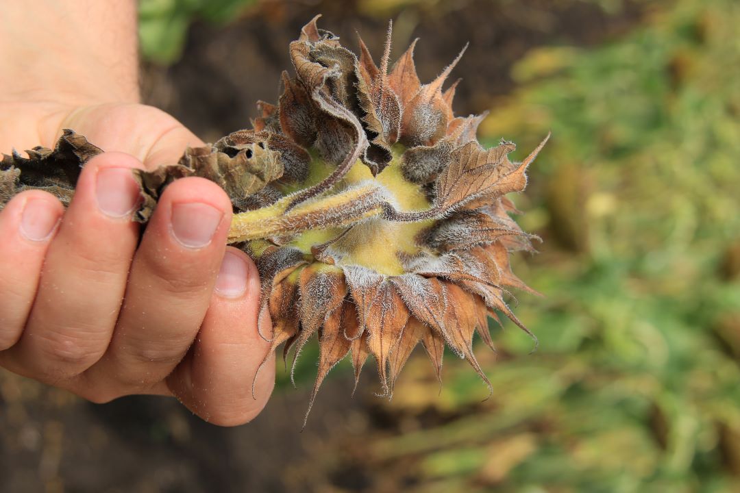 Күнбағыс фомопсисі (сұр-қоңыр немесе қоңыр дақ, шірік, сабақ ісігі)