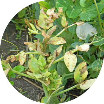 Бұршақ антракнозы