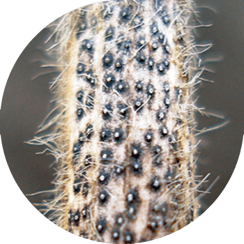 Диабортоз немесе соя фомопсисі